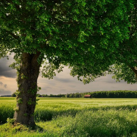 Vegetation and crops on land Surah Al-Waqi’ah