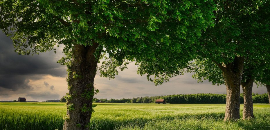 Vegetation and crops on land Surah Al-Waqi’ah