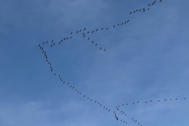 Birds in flight in rows as mentioned in Surah Al-Mulk